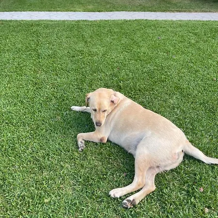 Belka Golf Delux Poolside דירה *